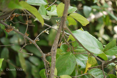 Aspidopterys canarensis